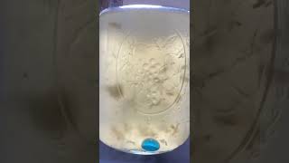 Lion’s Mane Liquid Culture medicinal mushroom mycelium cultivation mycology [upl. by Lowson]