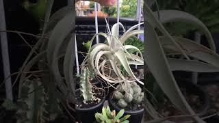 Tillandsia Xerographica airplants tillandsia [upl. by Nanah]