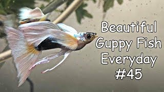 Guppy Channel  Beautiful Guppy Fish Everyday 45 [upl. by Bryan]