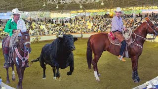 ¡HILARIO CABEZAS COMANCHE JARIPEO DE TOROS BRAVOS BUSCA CABALLOS PURUANDIRO MICHOACAN 17 NOV 2024 [upl. by Tsirc]