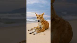 A dingo resting on the shoreline [upl. by Rorrys]