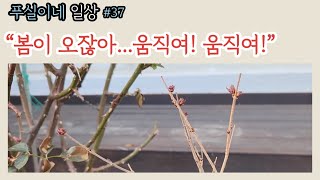 푸실이네 일상37  봄맞이 하는 친구들 묵은 가지 정리하자규 [upl. by Ivon]