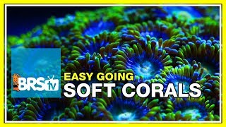 Week 35 SOFT CORALS Selection care and placement  52 Weeks of Reefing [upl. by Nortna]