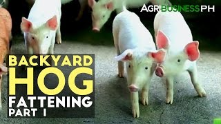 Backyard Hog Fattening Part 1  Hog Fattening Industry in the Philippines  Agribusiness Philippines [upl. by Carrick]