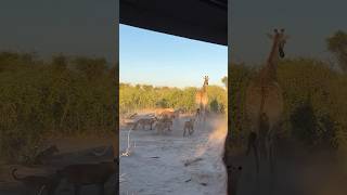 8 Lions Vs 1 Giraffe tourism wildlife africansafari africantourism animals safarilife [upl. by Laresa]