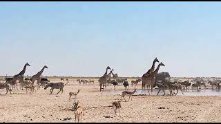 Etosha Waterhole Gemsbokvlakte [upl. by Jeremiah]