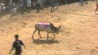 Jallikattu The Indian Bull Fight [upl. by Anolla]