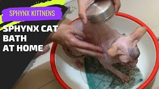 Sphynx cat baths at home  How to bathe a cat  Sphynx Kittens [upl. by Ennoved]