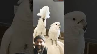 Cockatoos Dancing😃😃 viralvideo funny [upl. by Tessie]