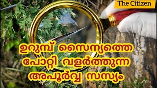 ഉറുമ്പ് സൈന്യത്തെ പോറ്റി വളർത്തുന്ന അപൂർവ്വ സസ്യംbullhornacacia acacia botanical [upl. by Susan135]