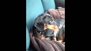 Dachshund head tremor [upl. by Ennoryt959]