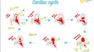 Cardiac cycle  Heart sounds [upl. by Lionello]