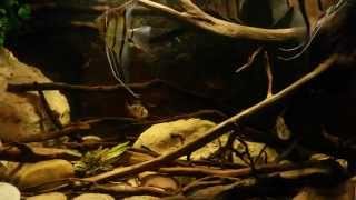 Pterophyllum scalare biotope tank [upl. by Ecirtap]