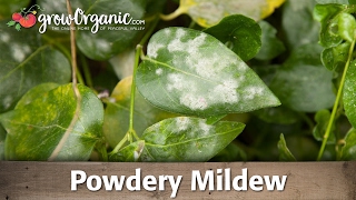 Powdery Mildew  Organic Gardening [upl. by Torruella]