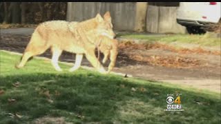 Pet Owners On Alert After Coyote Kills Cat [upl. by Anitsim433]