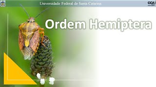 Hemiptera Subordem Heteroptera [upl. by Onimixam]