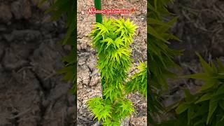 mikawa yatsubusa japanesemaple Spring2024 zone8b fullsun claysoil shorts [upl. by Thesda372]