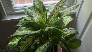 HOW I PREPARED Dieffenbachia’s NEW HOME repottingplants howtoplant soil [upl. by Sukramal]