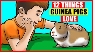 12 Things Guinea Pigs Love the Most [upl. by Althee]