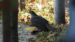 Krogulec Accipiter nisus z upolowanym szpakiem Sturnus vulgaris [upl. by Assyram203]