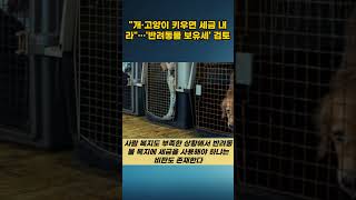 quot개·고양이 키우면 세금 내라quot…반려동물 보유세 검토 이슈 뉴스 댓글 [upl. by Jethro]