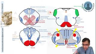 Medulla Oblongata  Cross Sectional Anatomy [upl. by Fabrianna]