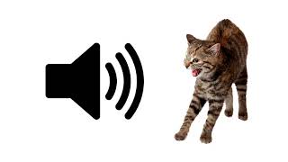 Angry Cat Meow  Sound Effect  ProSounds [upl. by Eryn]