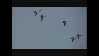 Oiseaux en vol le Canard piletwmv [upl. by Saduj673]