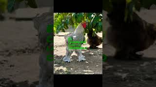 Most Favorite Chicken Breed  Brahma backyardfarming Backyard Farming Technique [upl. by Greenwell]