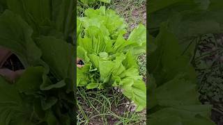 Chinese mustards are great for pickling vegetables garden homegrown [upl. by Rudelson390]