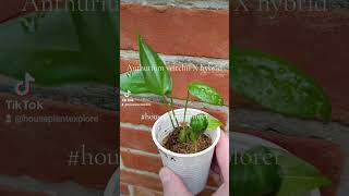 Anthurium veitchii X hybrid [upl. by Diahann291]