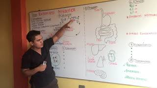 AMEBAS  ENTAMOEBA HISTOLYTICA  GENERALIDADES CICLO DE VIDA EPIDEMIOLOGIA PATOGENIA CLINICA [upl. by Notsrik303]