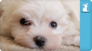 This Maltese Puppy Falls Asleep Better Than You Do  Puppy Love [upl. by Ellertnom563]