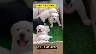 Heavy bone Labrador puppy  world famous puppy  show quality Labrador in delhi [upl. by Adnertal567]