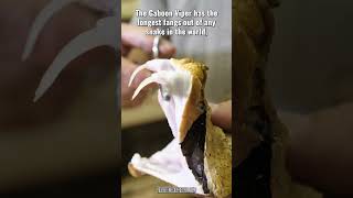 Gaboon Viper Bitis gabonica  OneMinute Wildlife shorts snake adder animal reptiles [upl. by Fugazy]