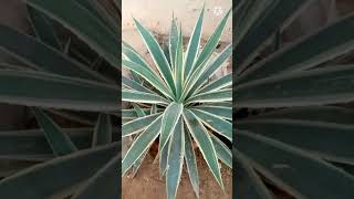 653Agave Plant🌵🌵🌵 [upl. by Ennaear]