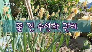 🔔 Tip of the day 🔔👉 꽃 진 수선화 관리하기 👉 구근 키우기 👉 민화작가의 뜨락 [upl. by Werdnael53]