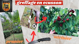 Le Greffage en Ecusson  Comment Transformer Votre Prunier en Cerisier [upl. by Odicalp]