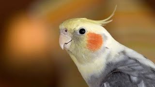 Cockatiel Lovely 🎵 parrot viral youtubeshorts youtube [upl. by Conrado344]