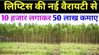 सफेदा यूकेलिप्टस नीलगिरी के पेड़ की खेती कैसे करें। eucalyptus tree farming liptis ki kheti [upl. by Mooney]