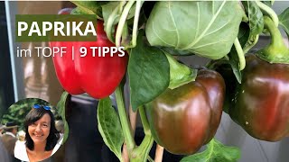 Paprika im Topf anbauen  9 Tipps und es gelingt 🫑 [upl. by Schweiker]