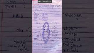 Paramecium  phylum protozoa bsc ✍️✍️biology 🔥short [upl. by Eckel]