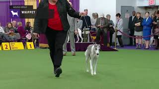 Whippets  Breed Judging 2019 [upl. by Edelson299]