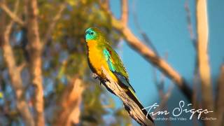 Turkquoise Parrot Neophema pulchella HD Video 11 Australian Bird Media [upl. by Nonnahsal712]