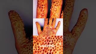 Worst phobias trypophobia phobia trypophobia urcristiano fyp foryou trend [upl. by Ellinnet]