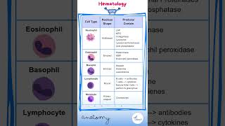 Hematology Anatomy  Cell Types  Docrobytes Flashcards  USMLE Drone [upl. by Eivad]