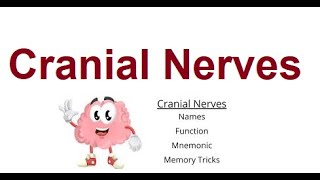 Cranial nerves structure and functions  2024 [upl. by Frankie]