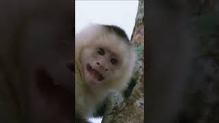 OLD WORLD MONKEYS VS NEW WORLD MONKEYS monkey documentary animal [upl. by Maurer]