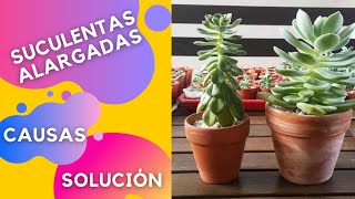 SUCULENTAS ESTIRADAS 🌱 etiolación  ¿Porqué sucede  ✅ SOLUCIÓN [upl. by Daryl]