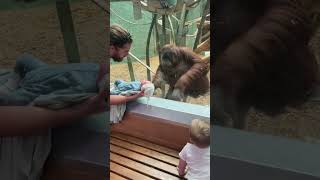 Orangutan Loves Baby 😱😱😱 Orangutan LouisvilleZoo Sweet Cute Animal AnimalAndBaby [upl. by Elleinet93]